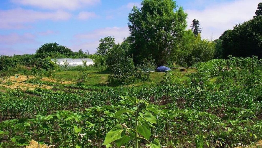 Online Permaculture Design Course 3 big5 2 1