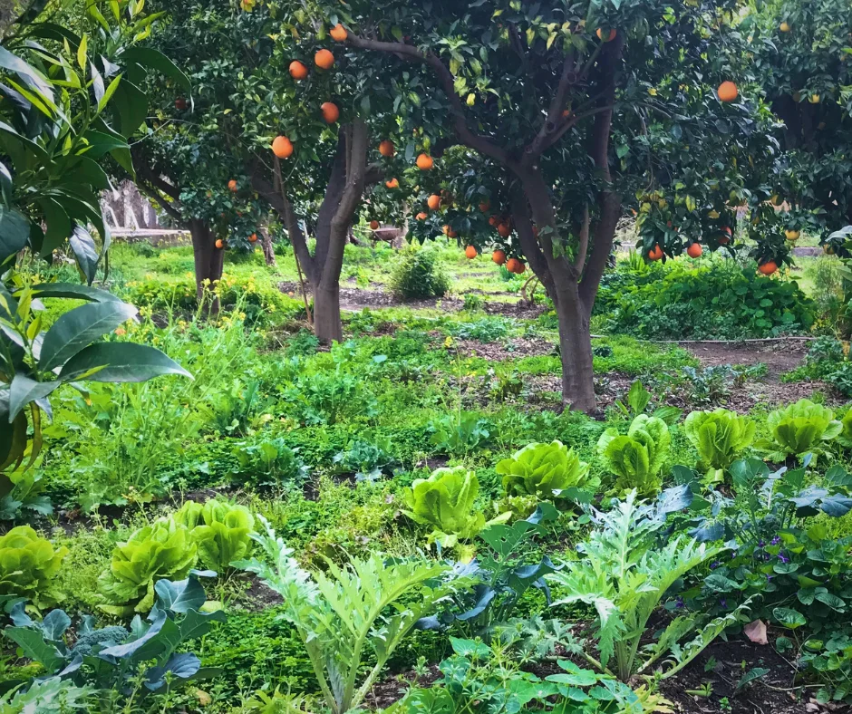 perennial vegetables in a food forest