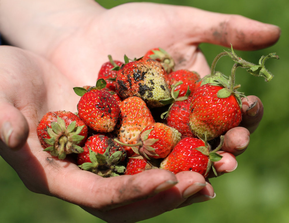 100+ Perennial Vegetables, and how they can transform your garden into a lush food forest 5 Hands holding strawberries