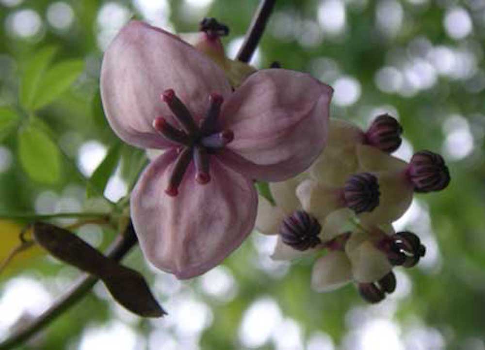 Akebia quinata flowers. Photo by Heather Jo Flores