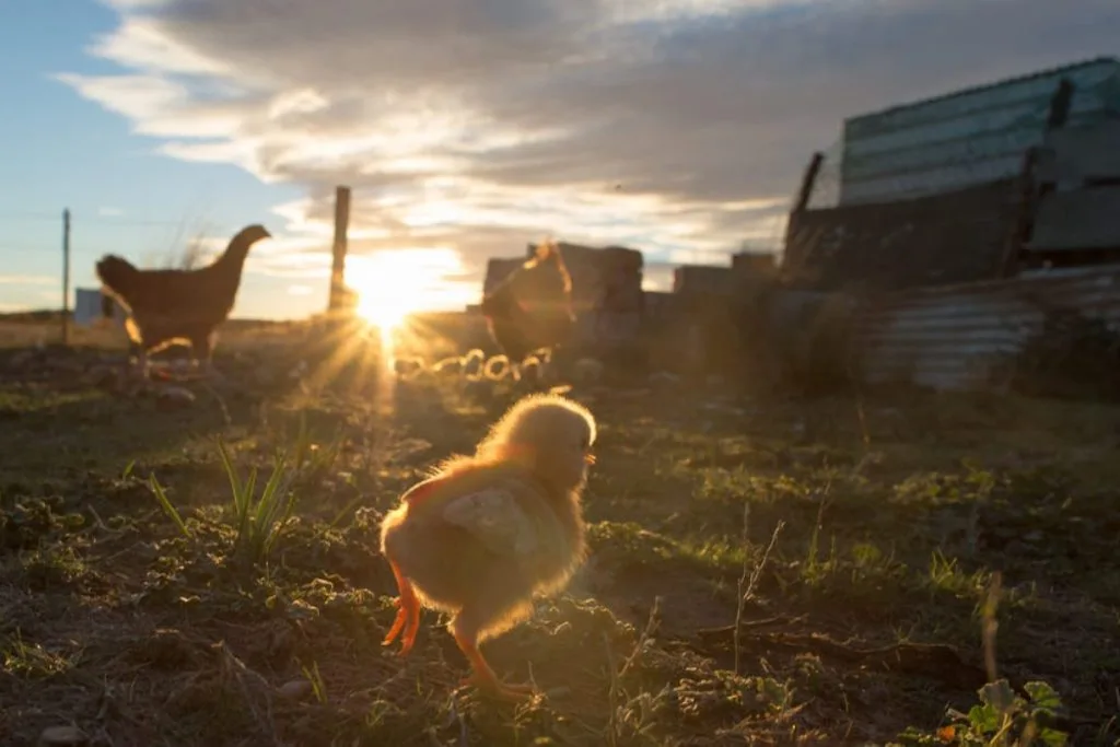 Online Permaculture Design Course 11 chicken on farm 1200x800 1