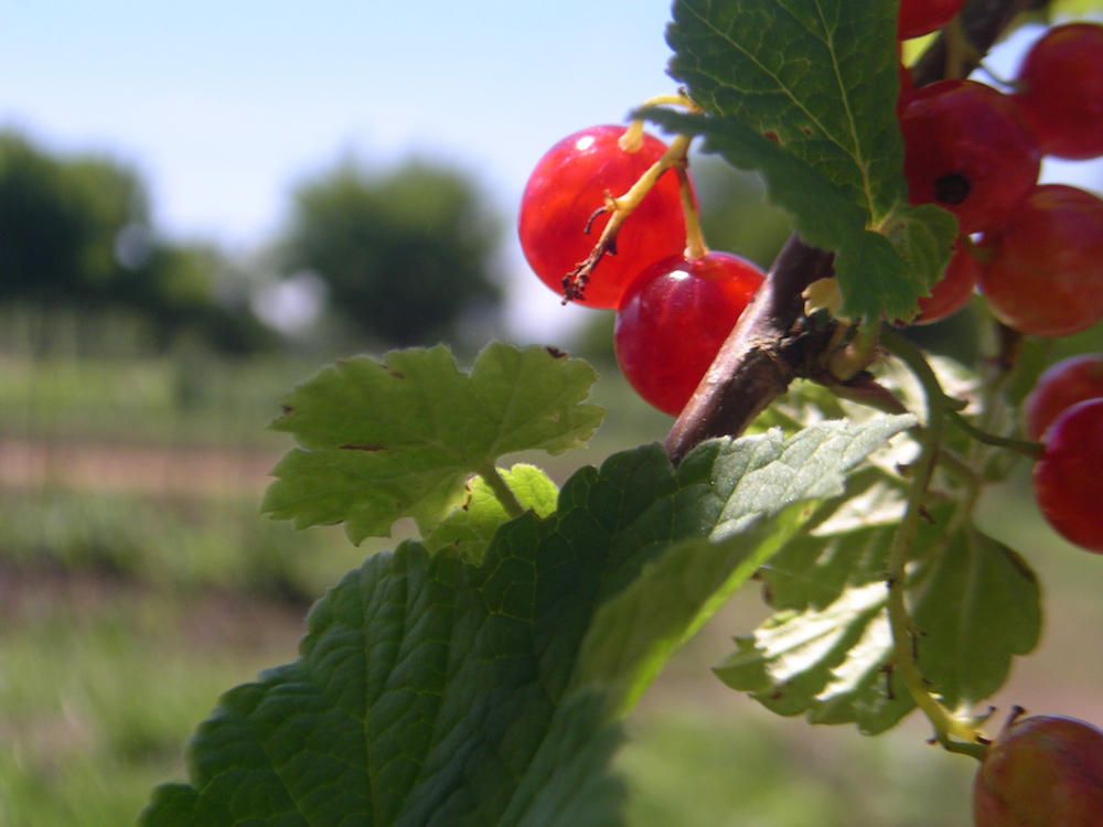 Currant berries fruiting on the edge of a field. Photo by Heather Jo Flores