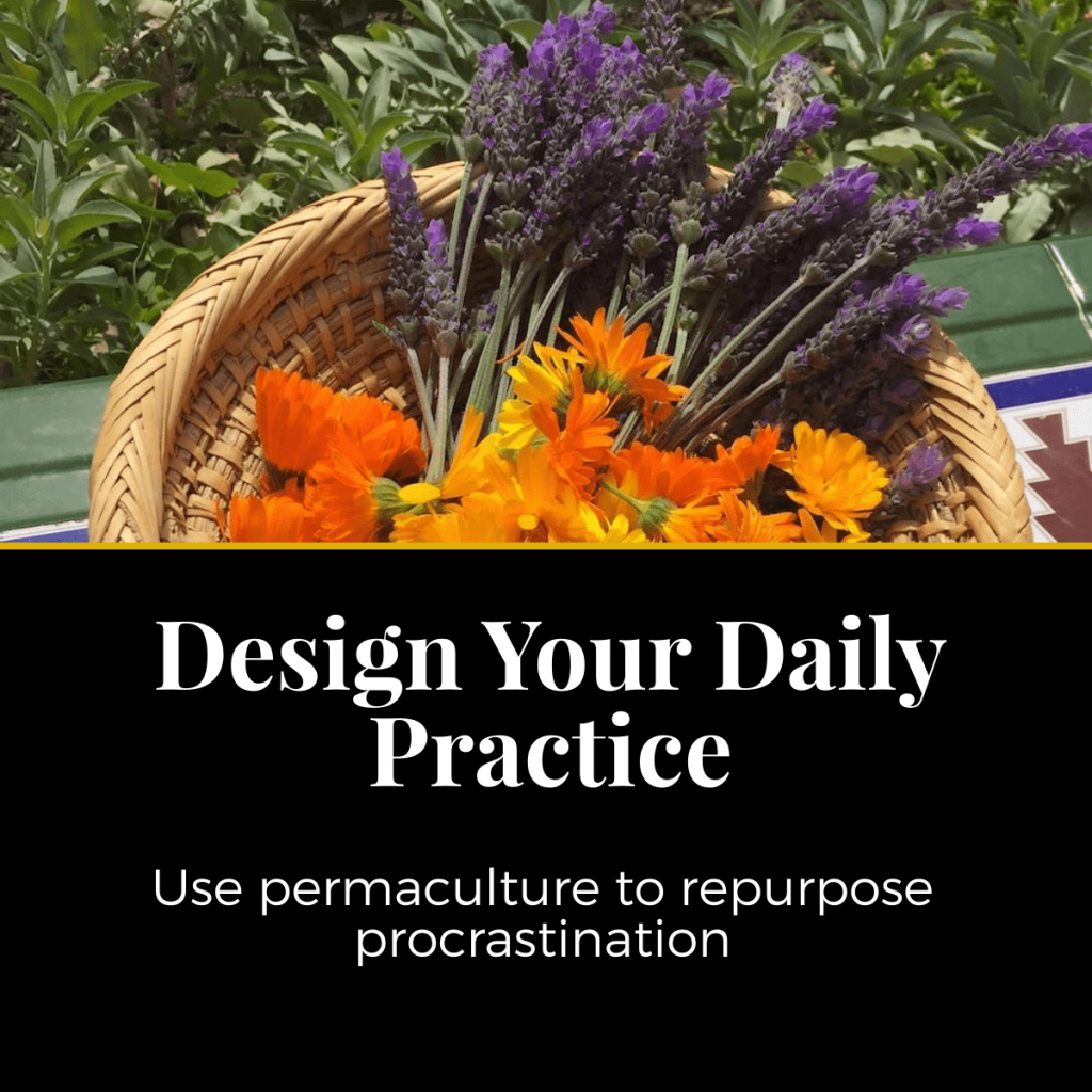 Welcome to the EcoDesign Hive 4 daily practice permaculture course