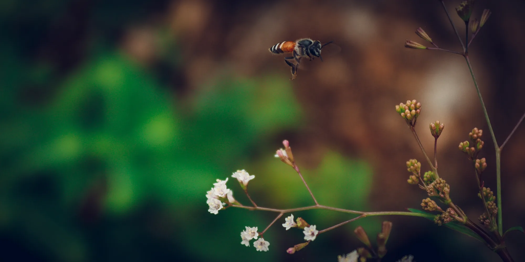 ecodesignhive online permaculture courses and community