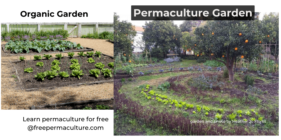 organic vs permaculture
