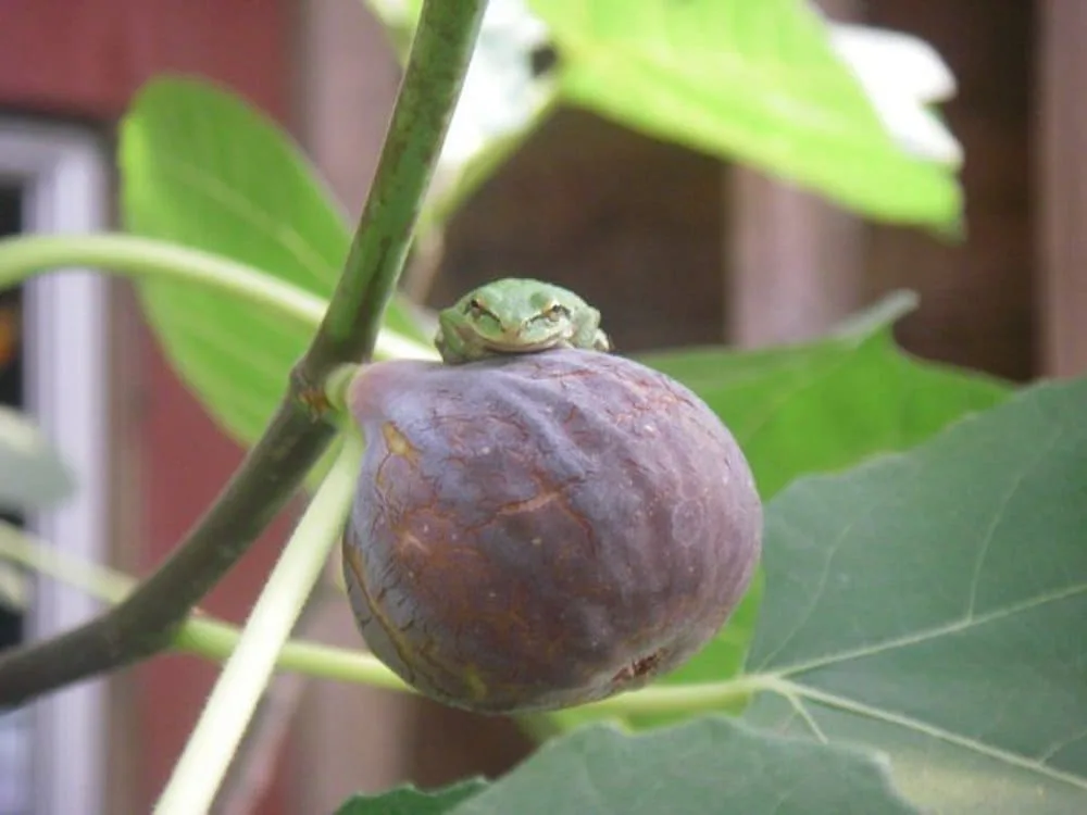 Fig tree with a frog on it