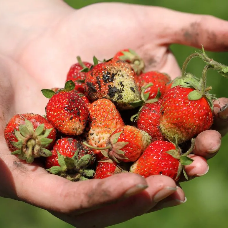 online permaculture design course for women 9596274 strawberries 1 edited